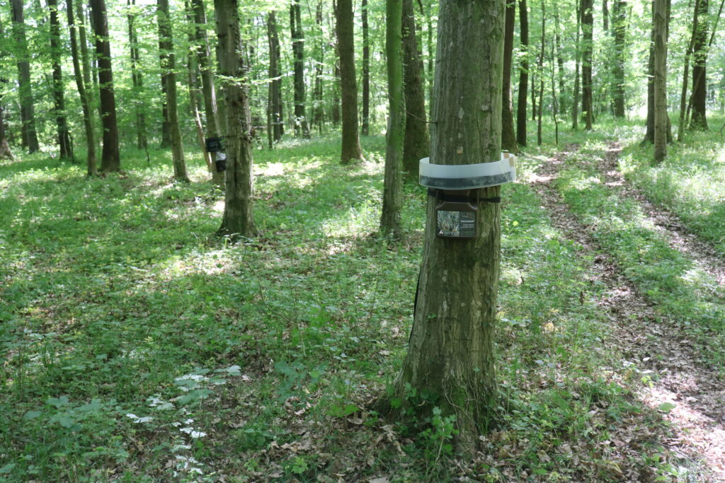 trunk traps